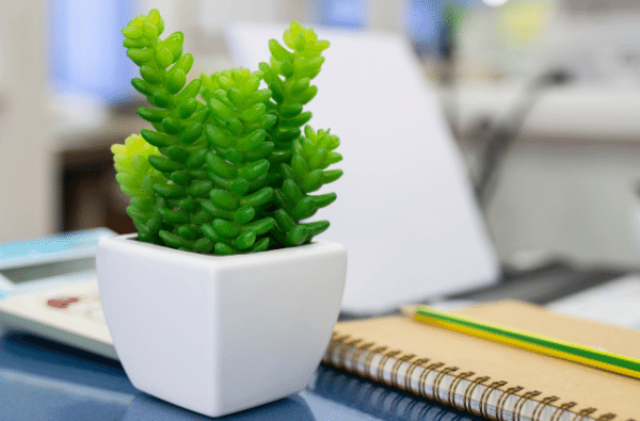 Small office plant on a desktop