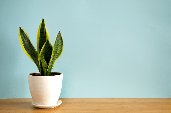 Best Small Office Plants, Our Top 10 Picks - HouseplantJoy.com