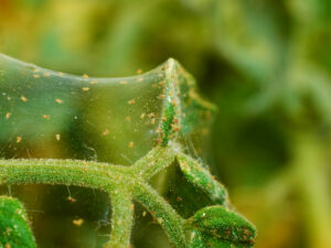 Spider Mites on bugs houseplants