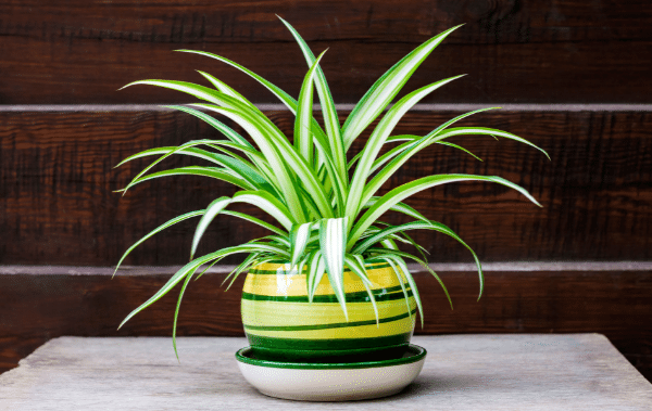 Contrasting color of green and white spider plan in a designer pot