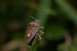 Stink bugs on houseplants