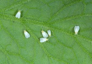 Whiteflies bugs on houseplants