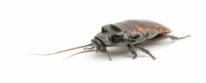 Wingless Cockroaches on houseplants