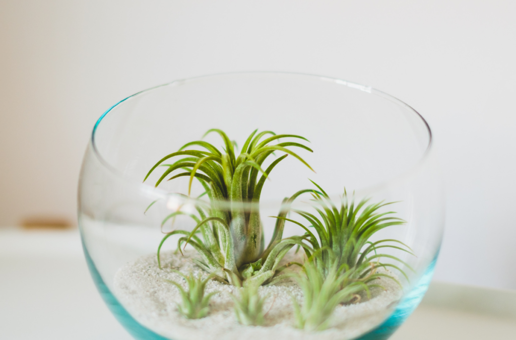 17 Interesting Air Plant Facts