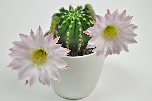 unusual cactus houseplants