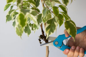 cutting stem diagonally of ficus bonsai tree