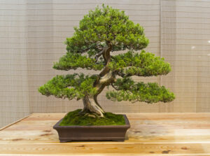 types of juniper bonsai tree