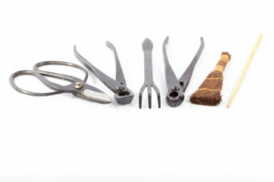 Tools for pruning ficus bonsai