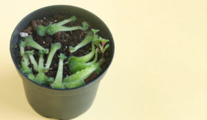 germinating succulent