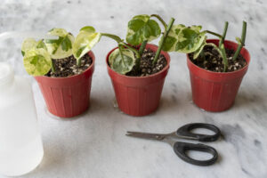 what to look out for when propagating