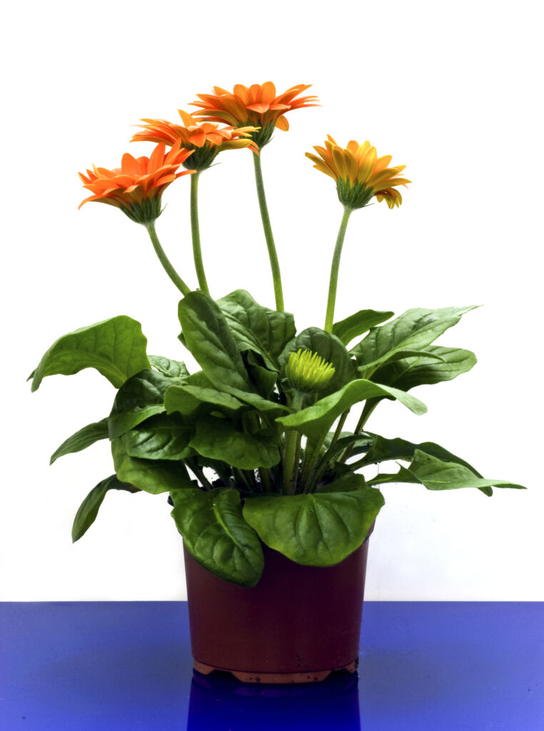 Gerbera Daisy, indoor plants for stress relief