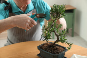 How to Make a Pine Cone Bonsai - Pruning