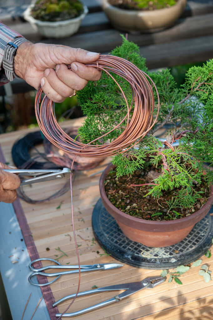 How to Make a Pine Cone Bonsai - Wiring
