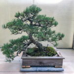 How to Make a Pine Cone Bonsai - Mugo Pine