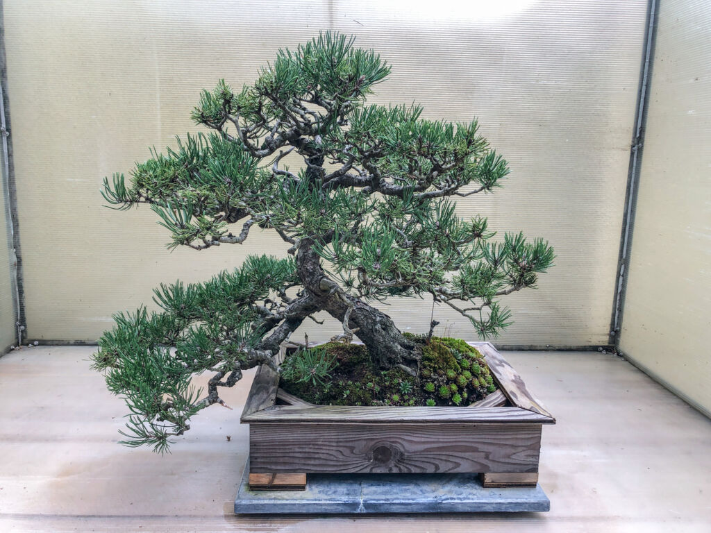 How to Make a Pine Cone Bonsai - Mugo Pine