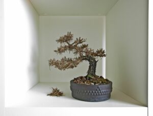 How to Care for a Bonsai?