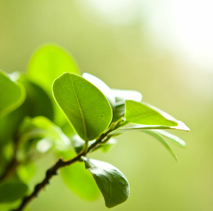 How to Grow a Ficus Bonsai Tree?