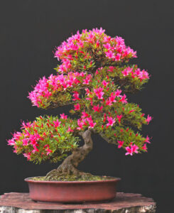 A Beautiful Addition to Your Bonsai Collection