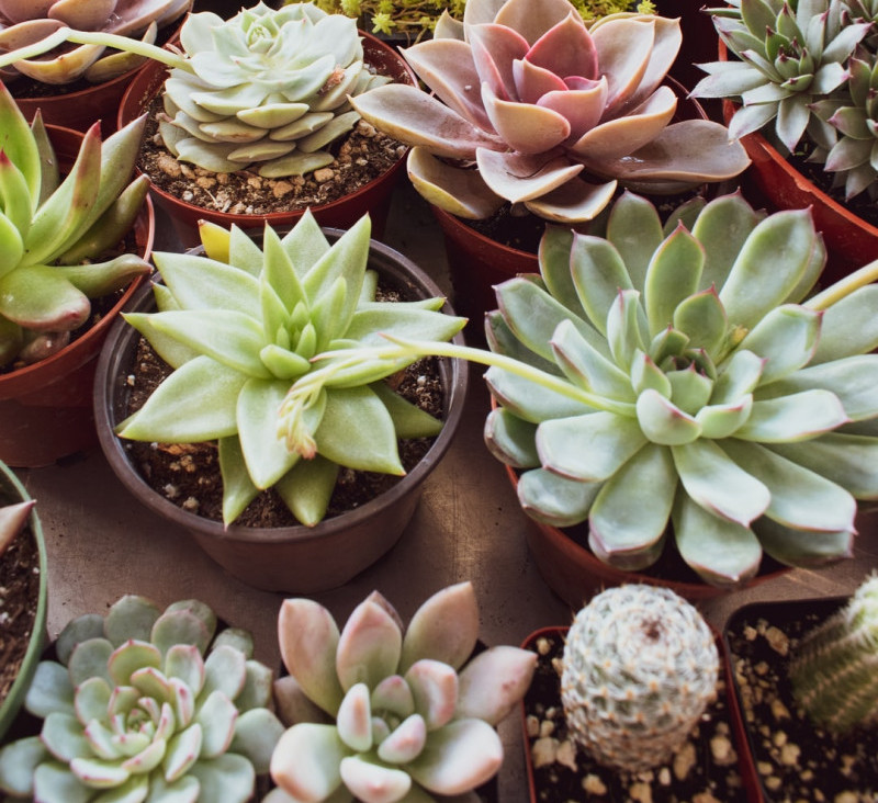 How To Grow Succulents? Best Tips To Grow Succulents