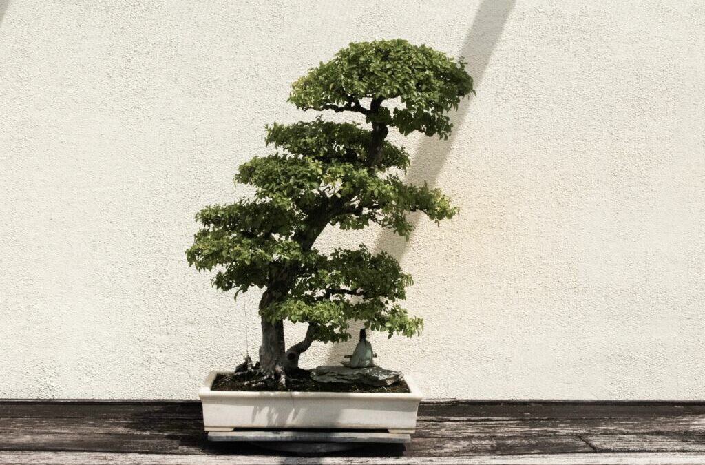 Top 7 Crazy and Unusual Bonsai Trees