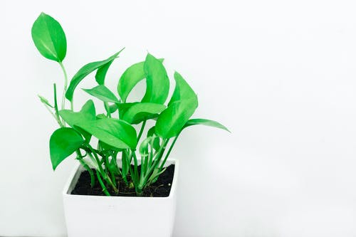 how to plant propagated pothos