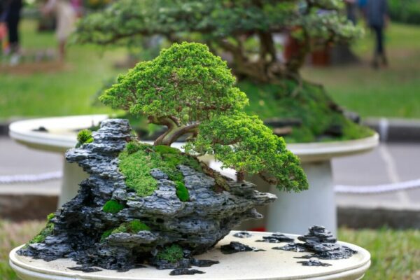 how hard is it to keep a bonsai tree alive