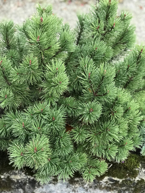 How to Make a Pine Cone Bonsai - HouseplantJoy.com