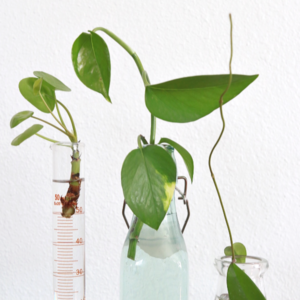 Propagating House Plants Cuttings or Other Methods