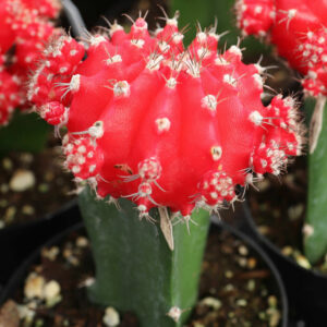 cactus houseplant types