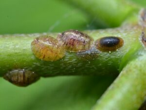 Scale bugs on houseplants