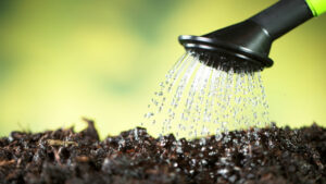 watering dirt soil