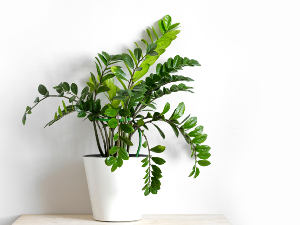 Best Small Office Plants, Our Top 10 Picks