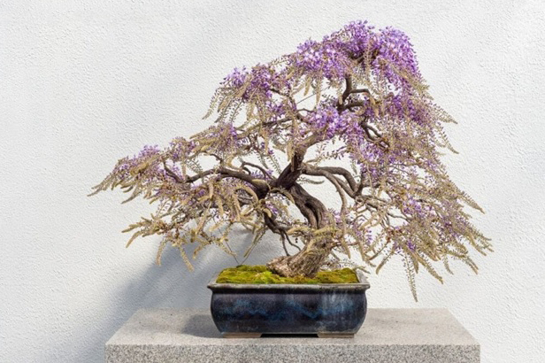 favorite flowering bonsai trees