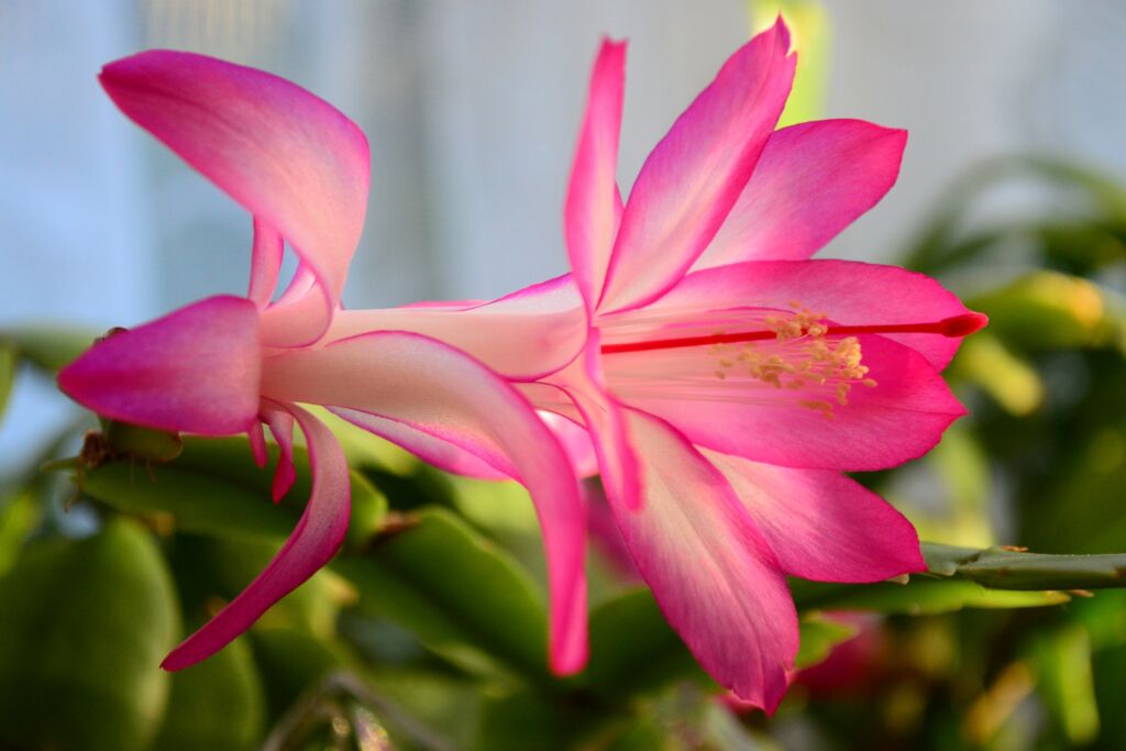 Unusual Cactus Houseplants
