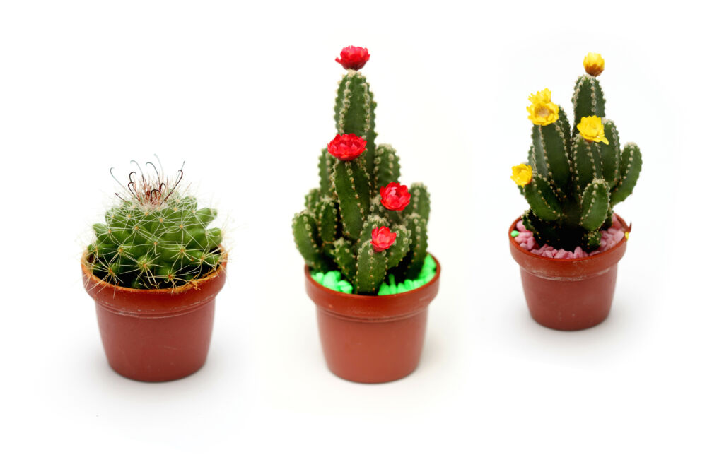 How to care for a cactus