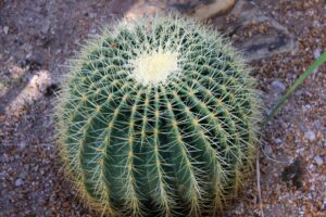 Barrel Cactus best cactus house plants