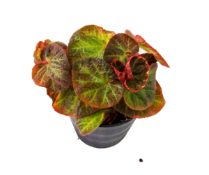 propagating strawberry begonia houseplant from cuttings