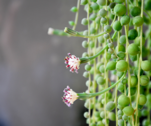 houseplant cutting string of pearls