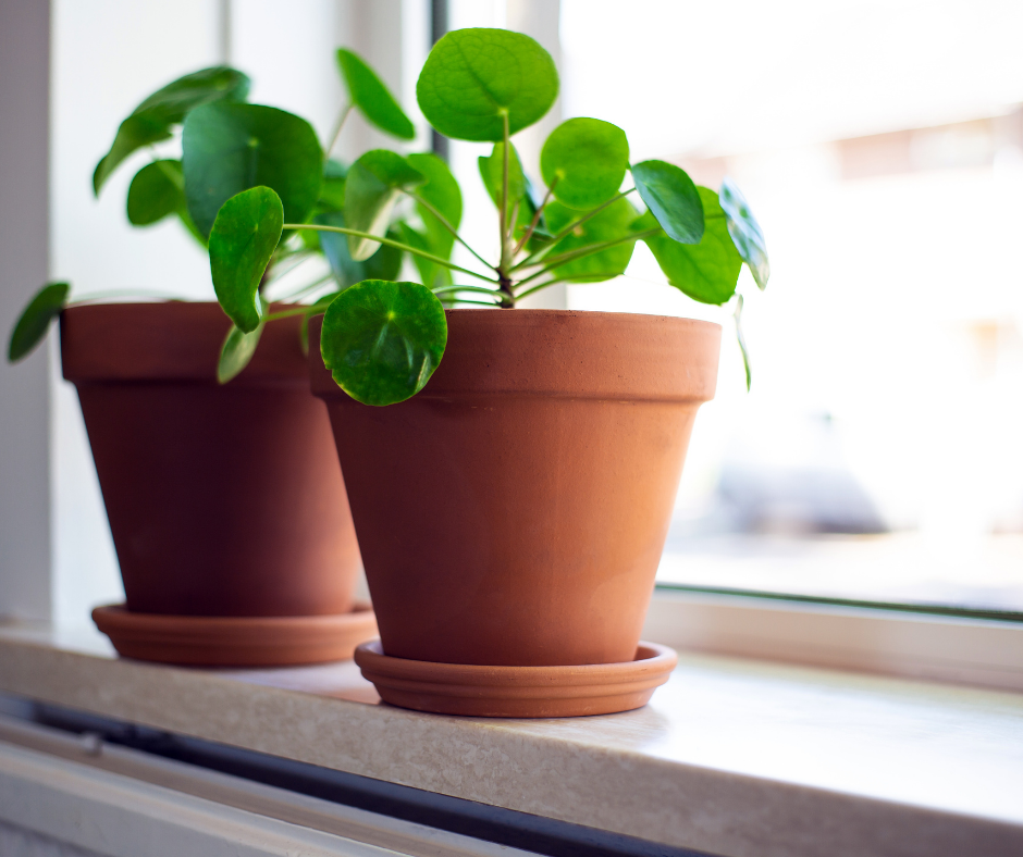 houseplant cuttings money plant