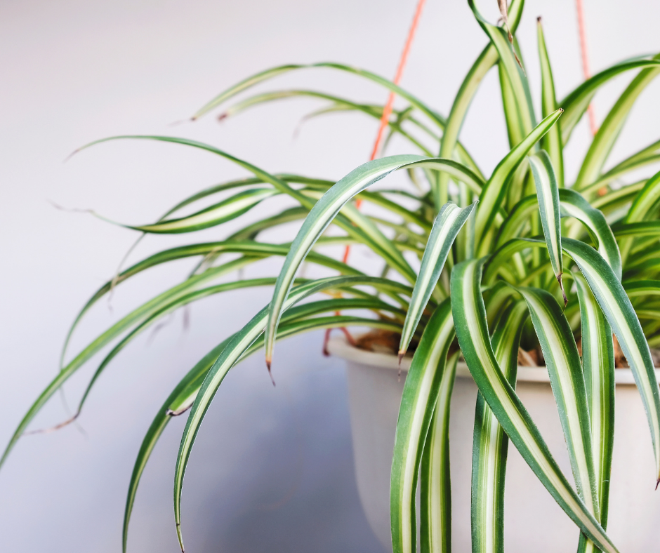 houseplant cuttings spider plant