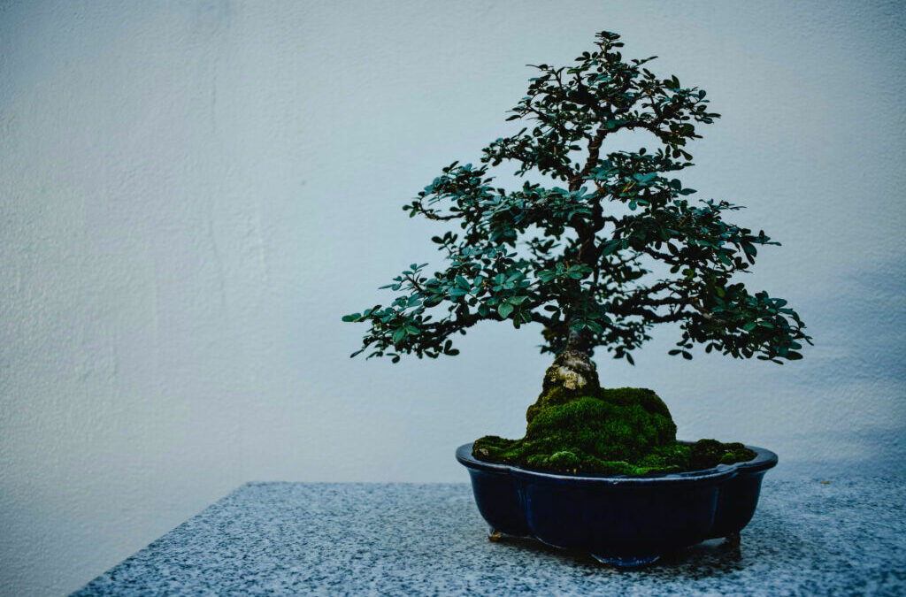 Favorite Flowering Bonsai Trees