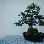 flowering bonsai trees