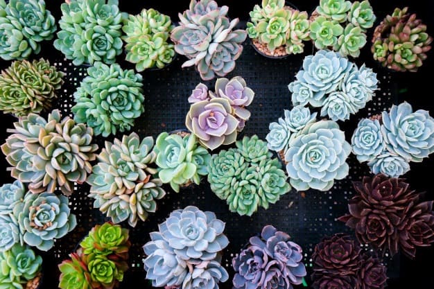 How to Sell Succulents Online