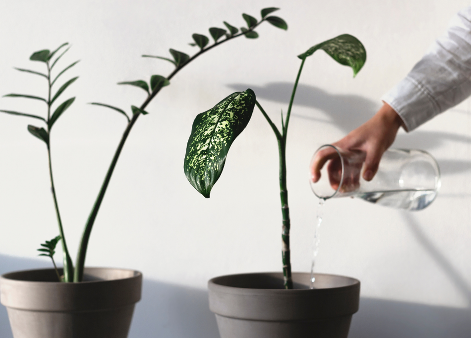 How Often Should You Water Your Houseplants