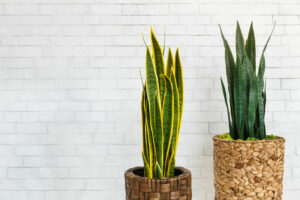 exotic sculptural plants for apartments 