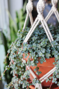 potted hanging plant - Silver Sprinkles 
