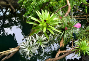 exotic air plants
