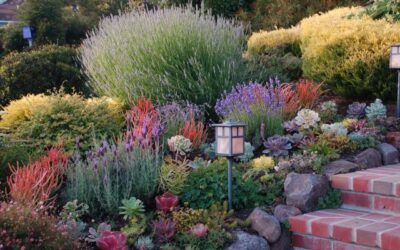drought-tolerant plants