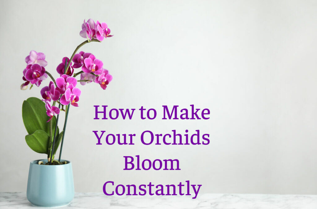 How to Make Your Orchids Bloom?