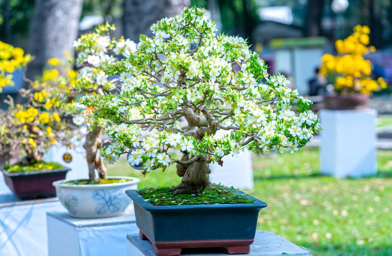 what do bonsai trees represent